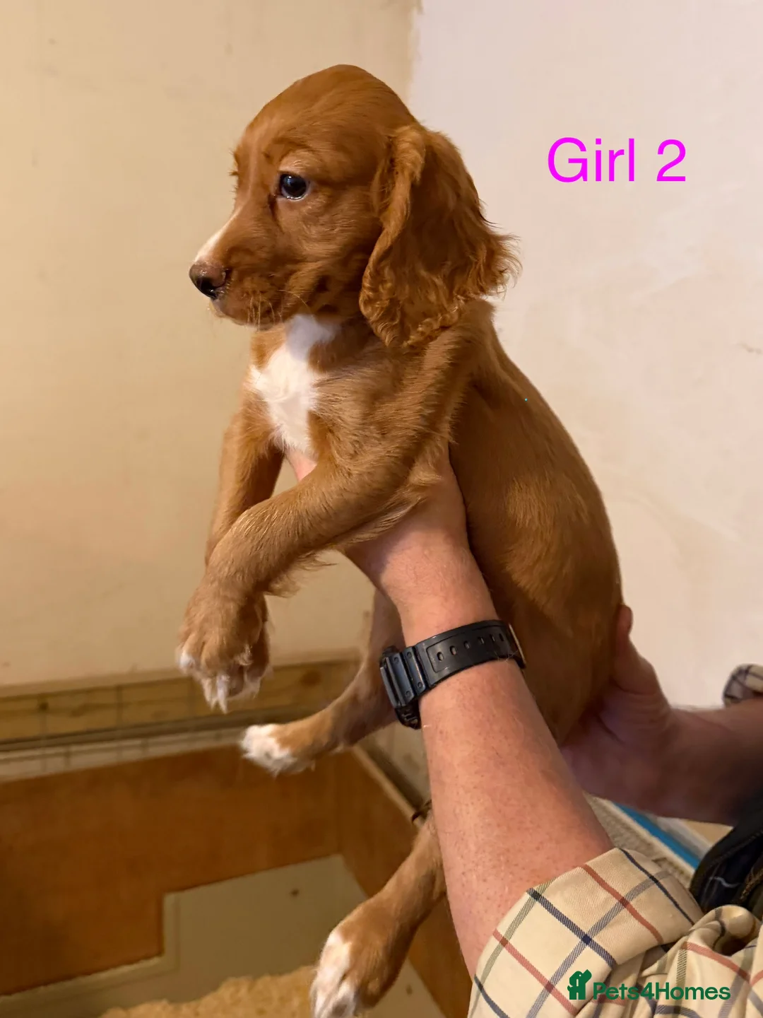 Cocker Spaniel dogs for sale: Working cocker spaniel puppies ready now! - Advert 8