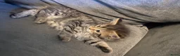 Mixed Breed cats for sale: 2 loving cuddly kittens looking for a forever home - Advert 5
