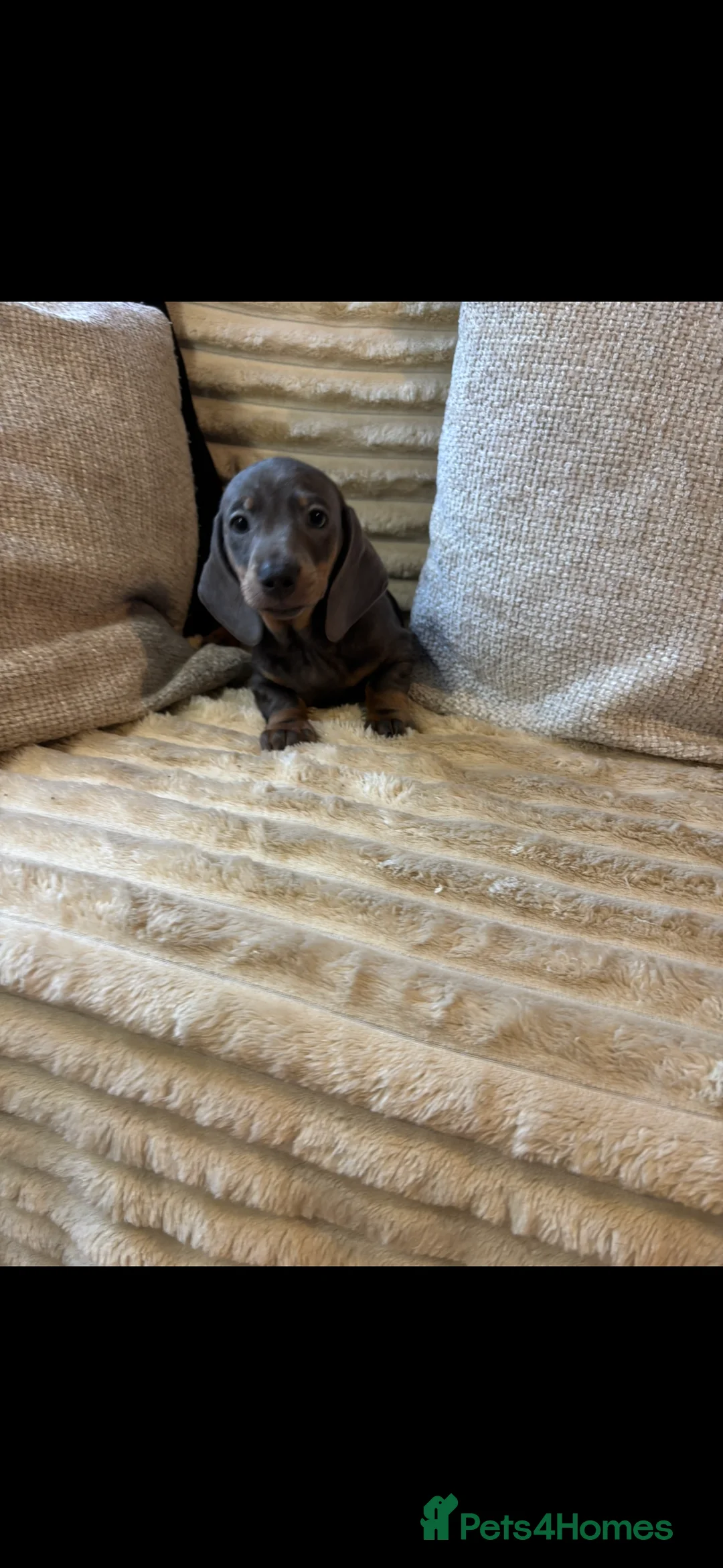 Dachshund dogs for sale: Blue and Tan Dachshunds  - Advert 2