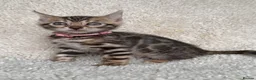 Bengal cats for sale: Bengal Kittens Looking for Loving Homes 🐾  - Advert 12