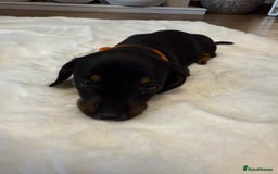 Dachshund dogs for sale: Dachshunds for sale   - Image 20
