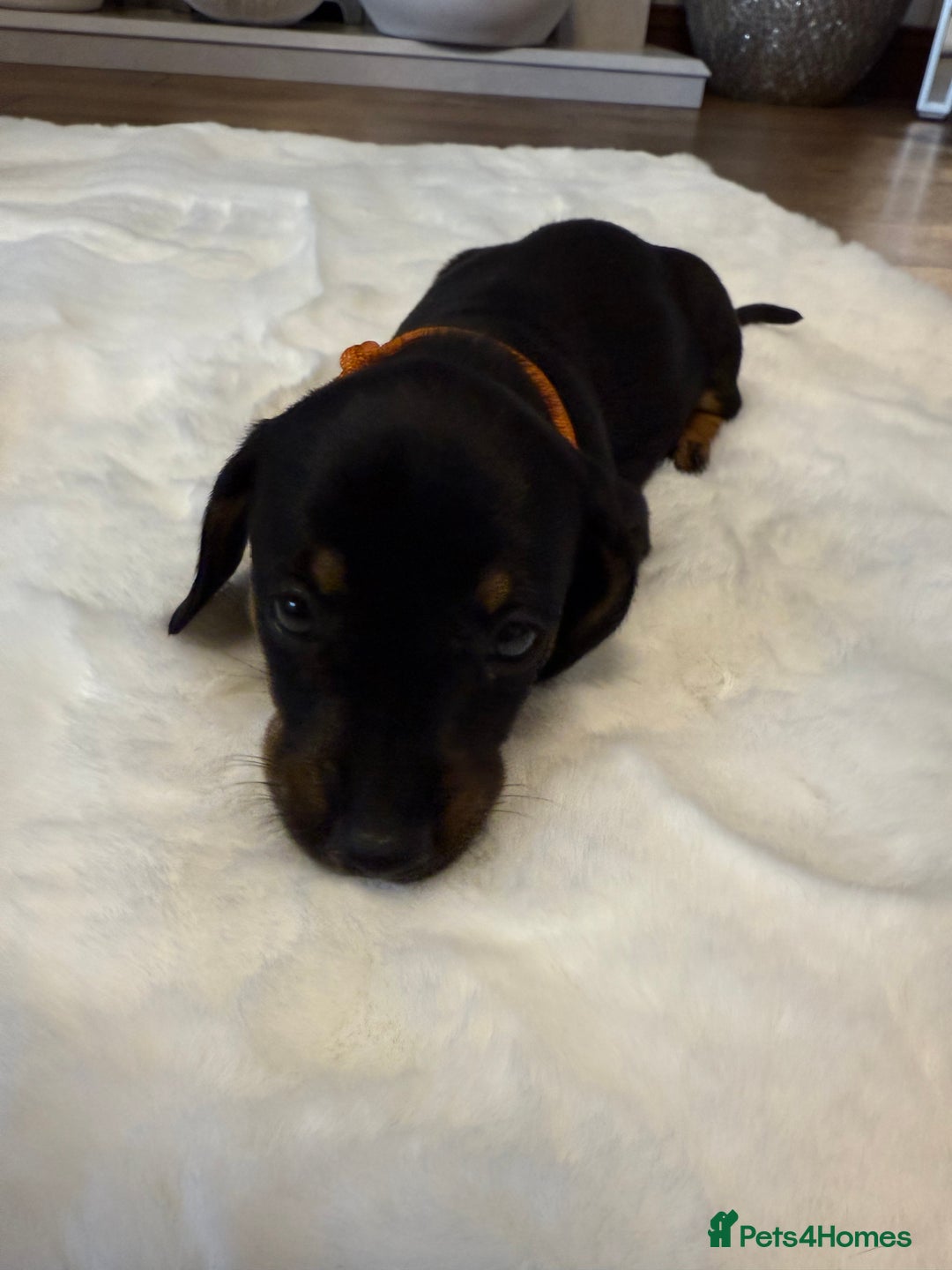 Dachshund dogs for sale: Dachshunds for sale   - Image 20