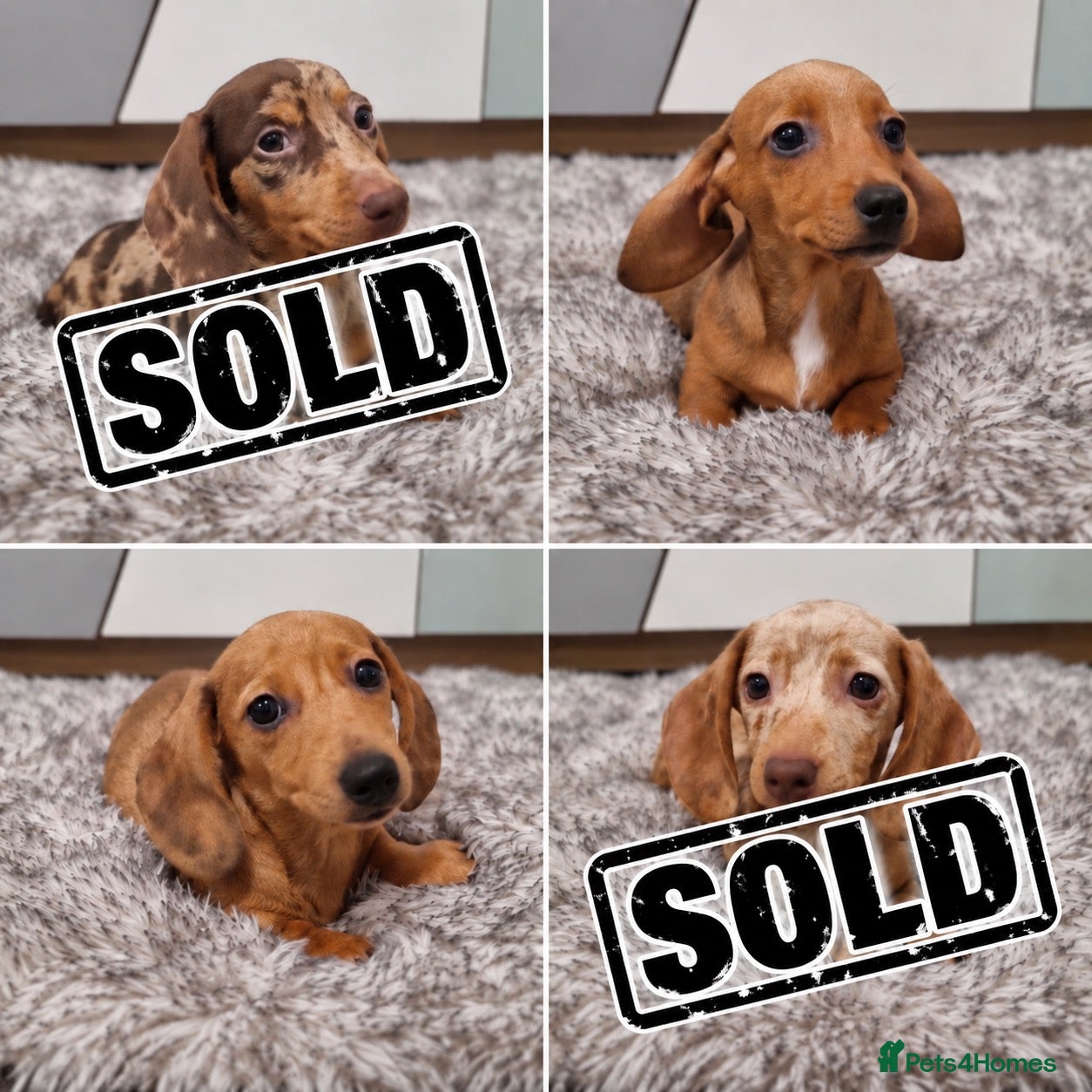 Dachshund dogs 2 Beautiful miniature dachshund puppies  - Advert 3