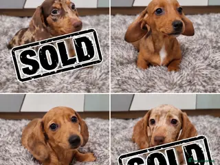 Dachshund dogs 2 Beautiful miniature dachshund puppies - Advert 3