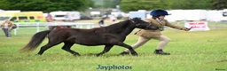 Shetland pony horses for sale: Stunning registered standard Shetland mare - Advert 9