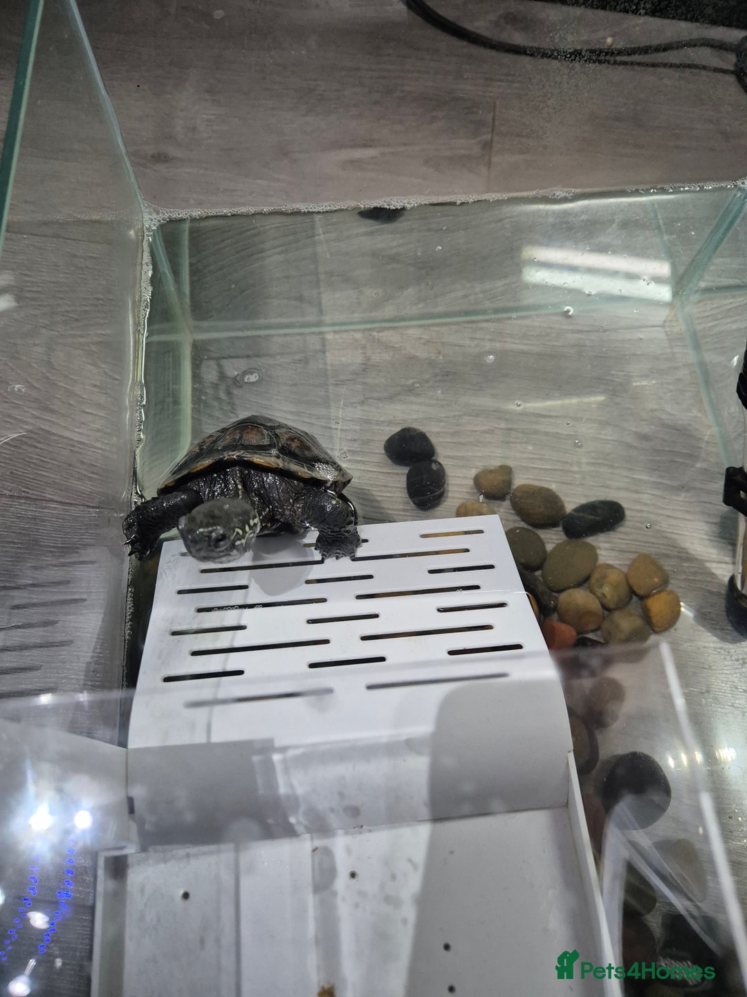 Turtle reptiles for sale: Reeves Turtle - Advert 1