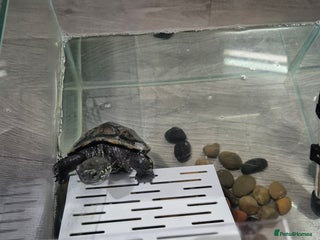 Turtle reptiles Reeves Turtle - Advert 15