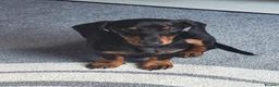 Miniature Dachshund dogs for sale: Pluto for sale  - Advert 1