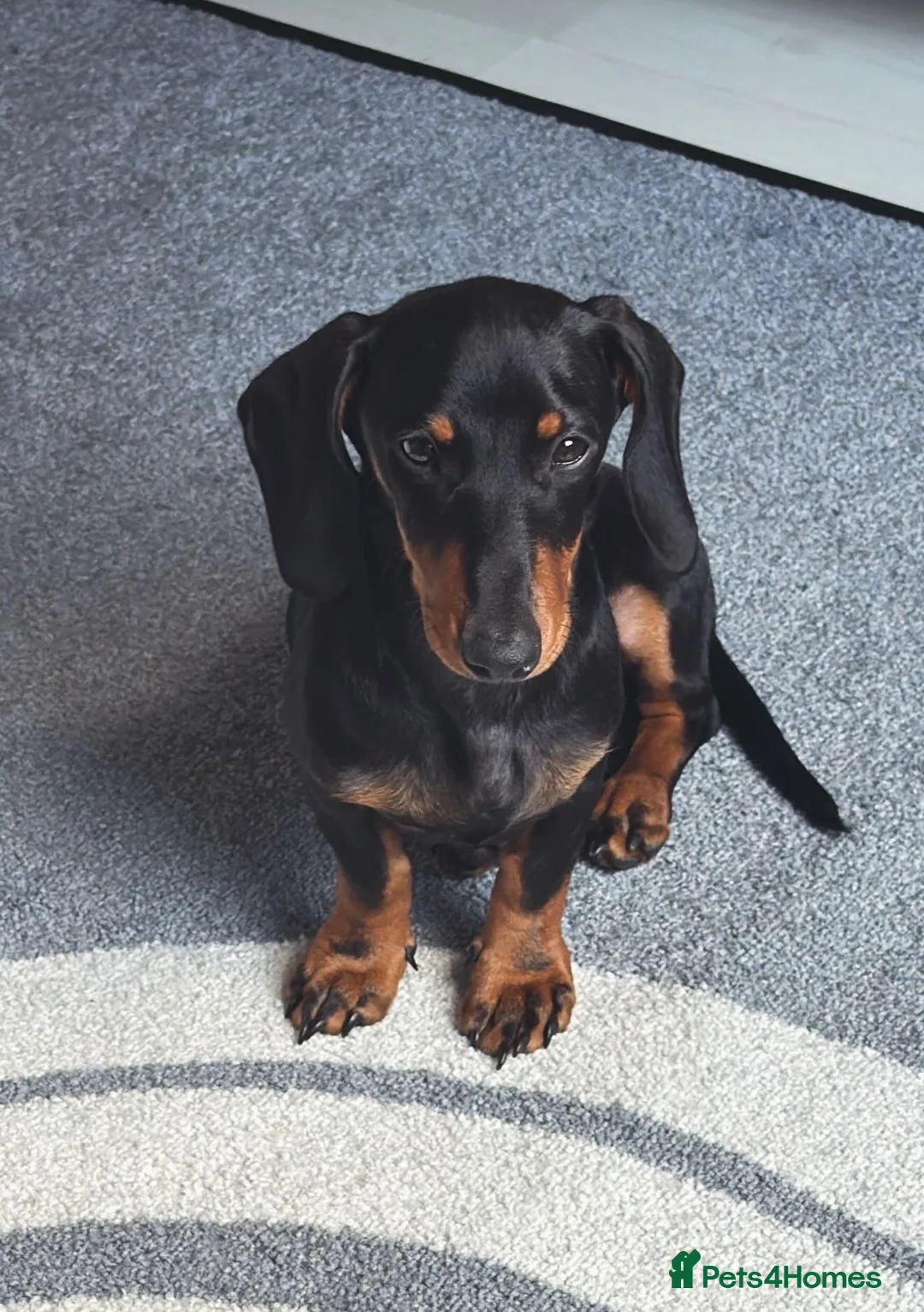 Miniature Dachshund dogs for sale: Pluto for sale  - Advert 1