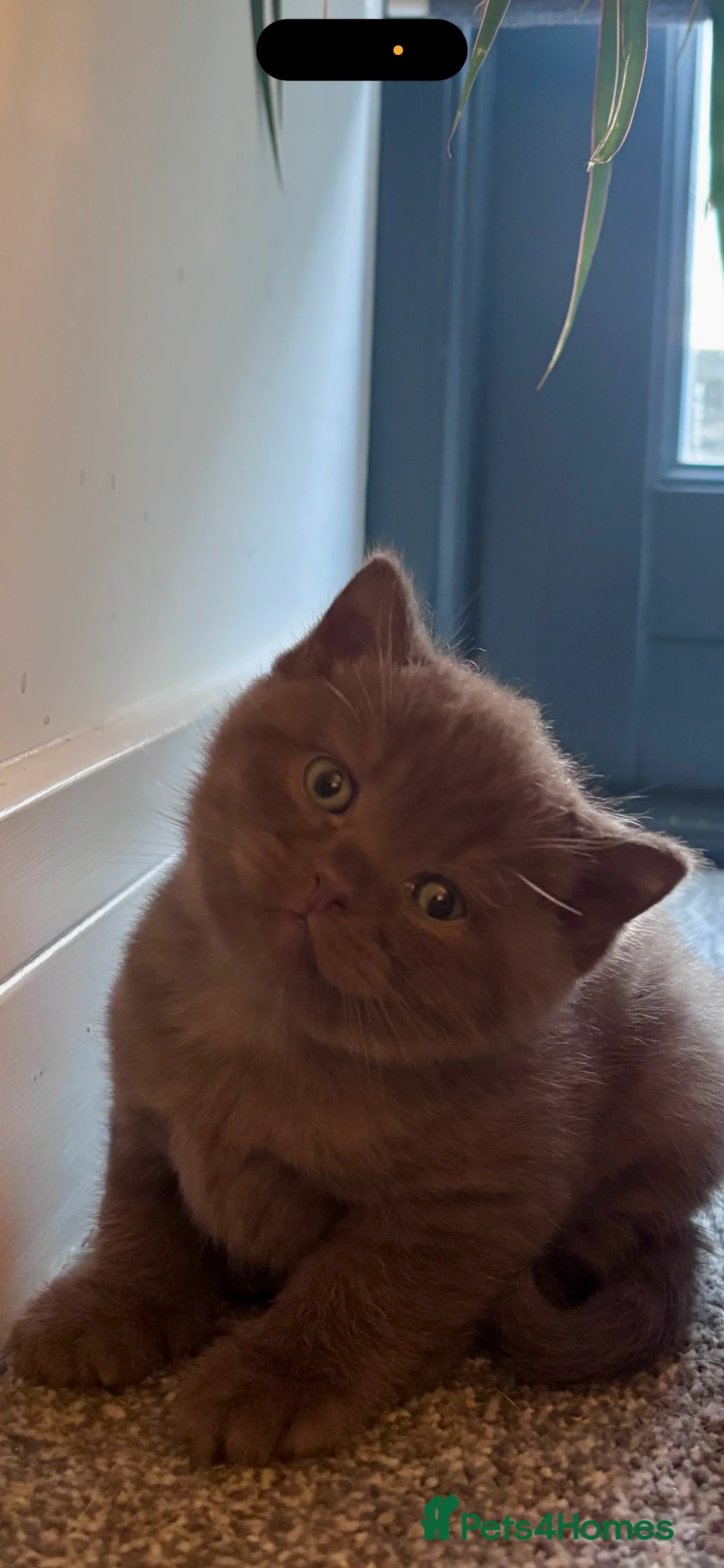 British Shorthair cats for sale: Amazing chunky GCCF pedigree BSH kittens in Chepstow - Advert 2