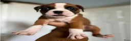 Boxer dogs for sale: Exceptional Boxer in Southampton - Advert 6
