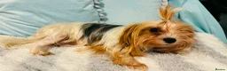 Yorkshire Terrier dogs for sale: Three Beautiful Little Yorkshire Terrier Puppies in Exeter - Advert 40