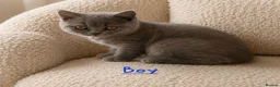 British Shorthair cats for sale: 🩵🩷*READY SOON*🩵🩷 - Advert 6