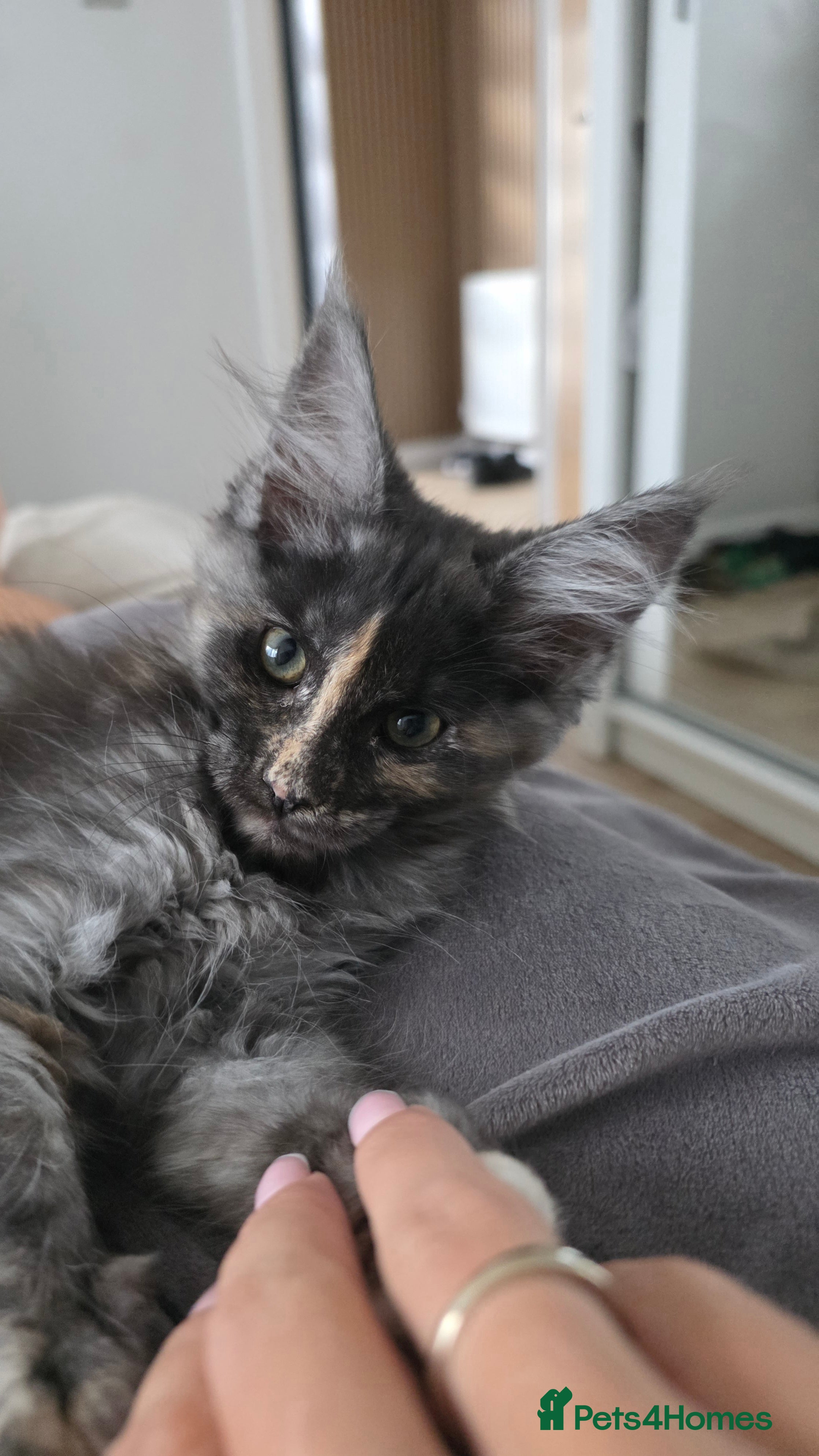 Maine Coon cats TICA Registered Maine Coon Kittens–Russian Line🐾 - Advert 2