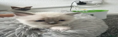 Ragdoll 4