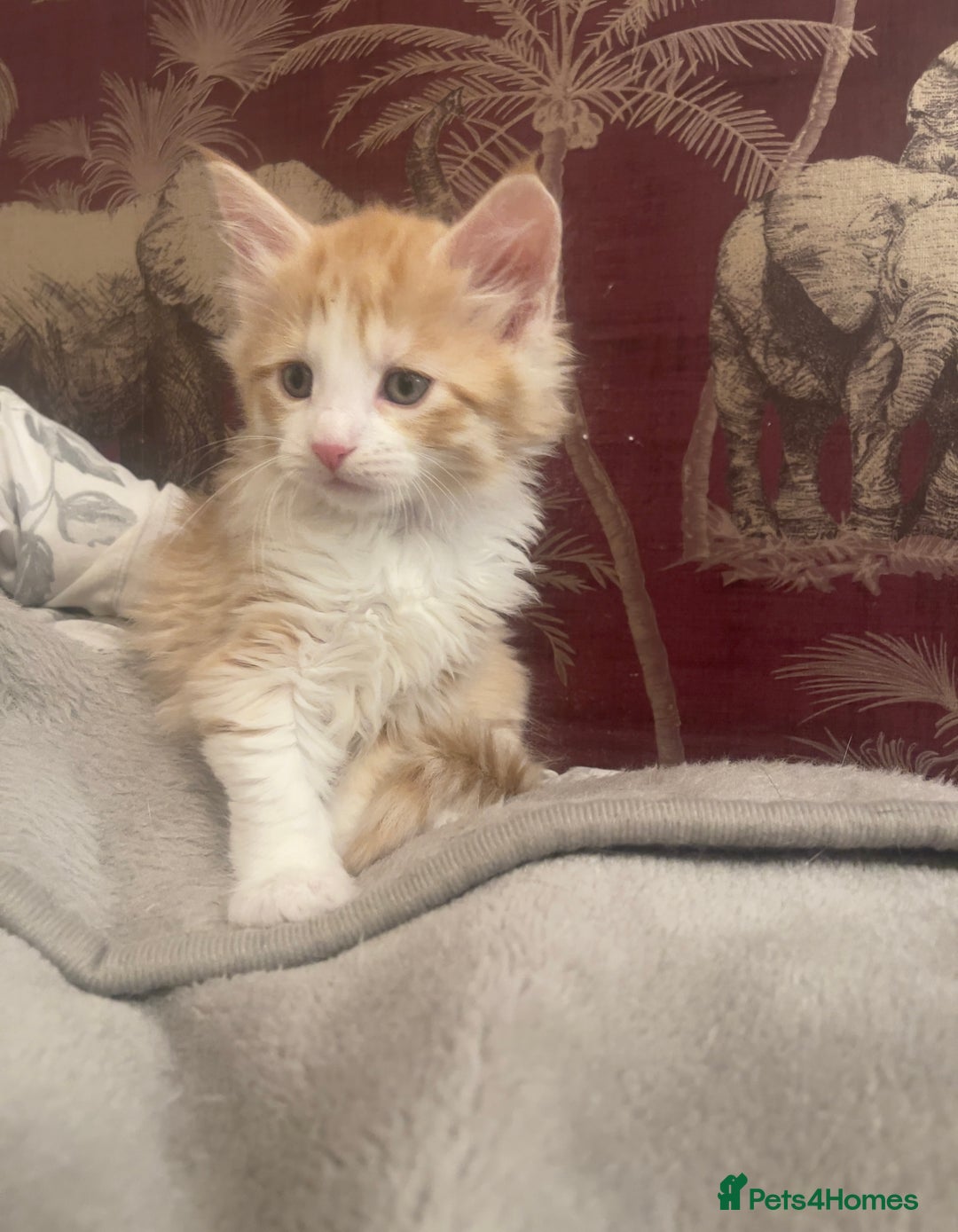 Mixed Breed cats for sale: 5 Fluffy Half Maine Coon kittens - Advert 22