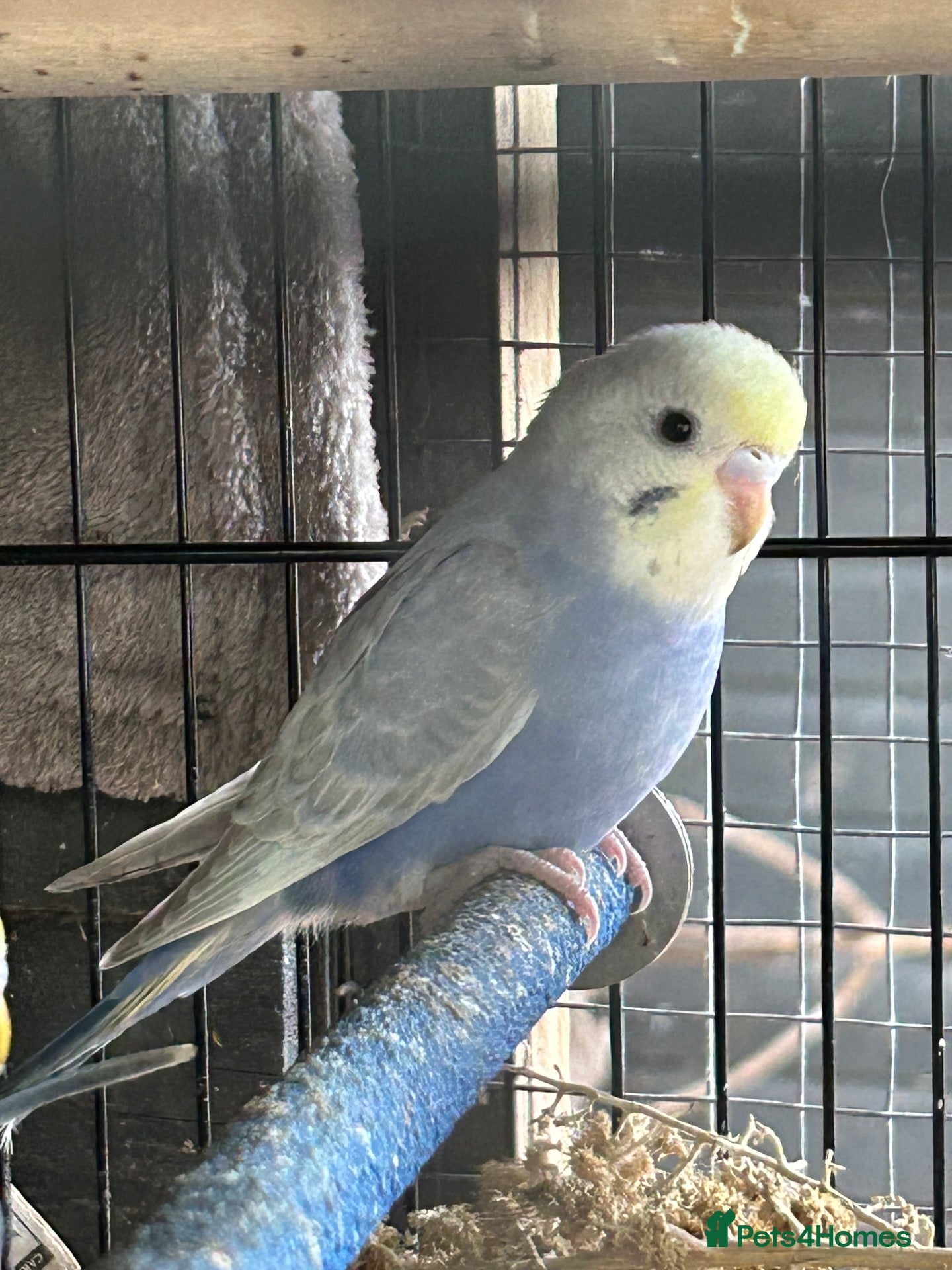 Budgerigars birds for sale: BEAUTIFUL BABY BUDGIES FOR SALE  - Advert 18