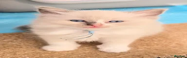 Ragdoll Kitten 4