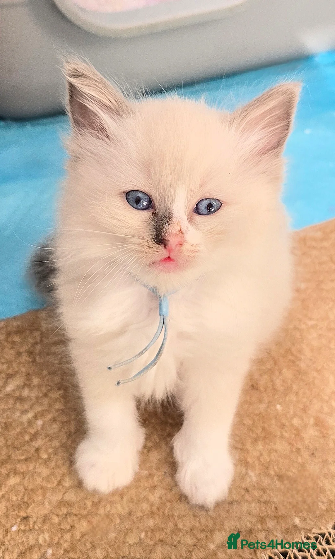 Ragdoll cats for sale: Stunning Blue–Ragdoll Kittens for Sale ✨ - Advert 2
