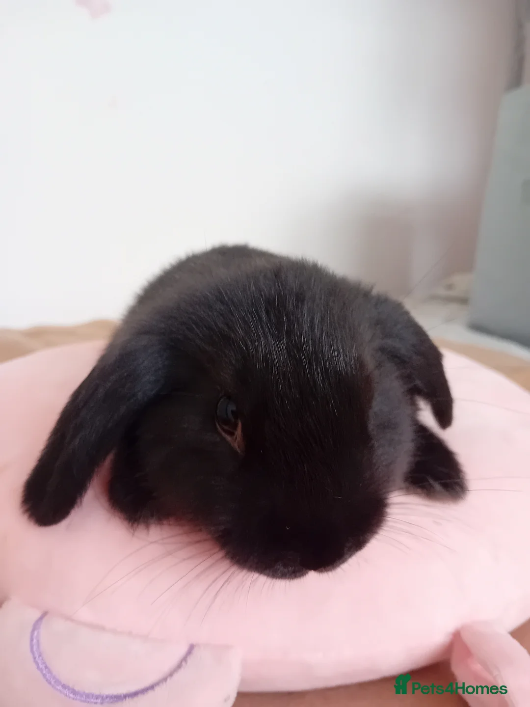 Mini Lop rabbits for sale: Baby Rabbits  - Advert 1