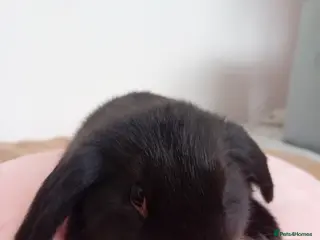 Mini Lop rabbits Baby Rabbits - Advert 16
