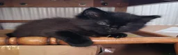 Mixed Breed cats for sale: 2 very fluffy kittens - Advert 9
