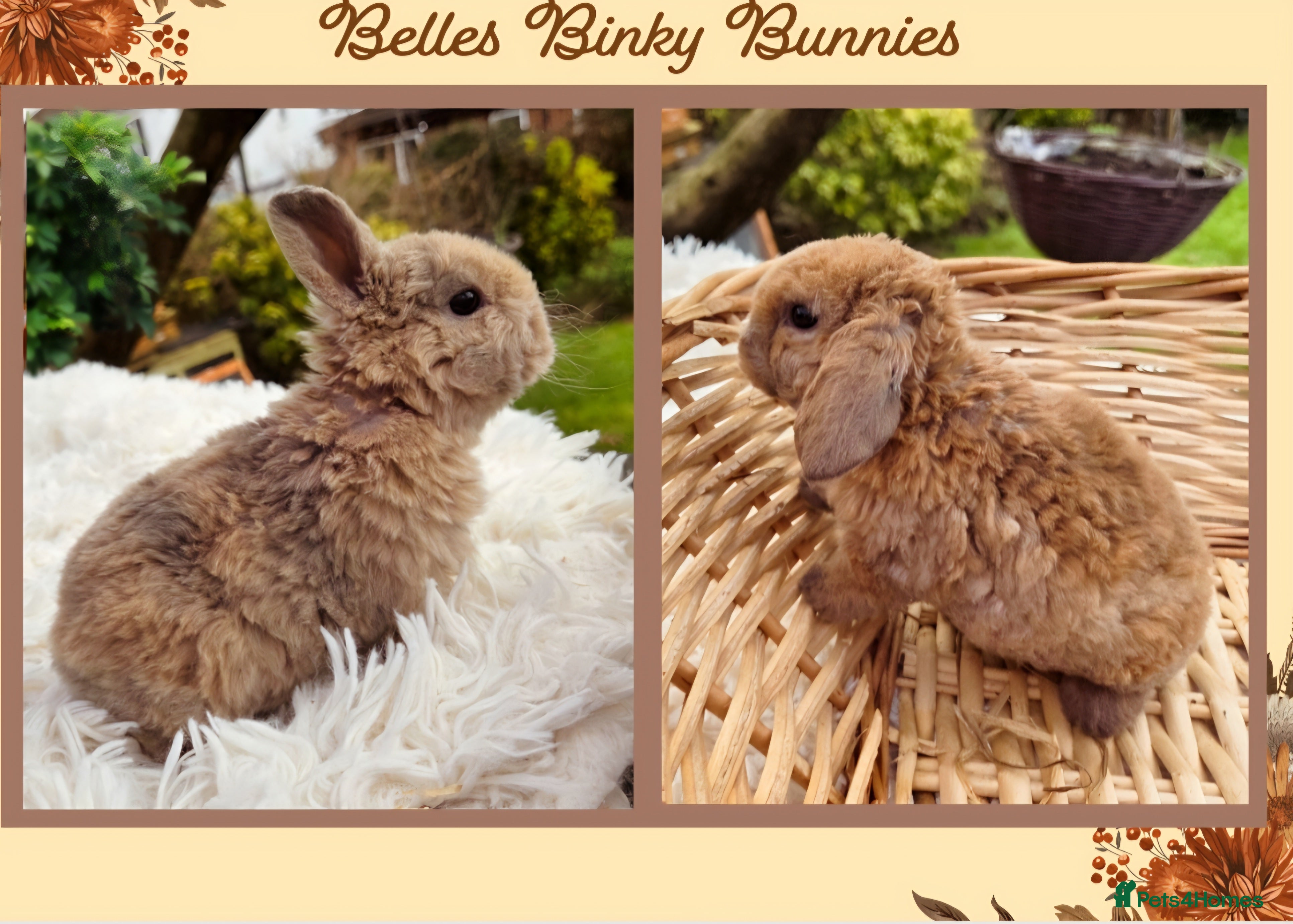 Mini Lop rabbits 🧡 Rare Stunning Plush Mini Lops 🧡 - Advert 4