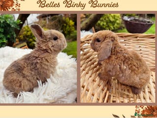 Mini Lop rabbits 🧡 SOLD 🧡 - Advert 4