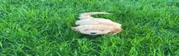 Cavapoochon dogs for sale: Gorgeous Apricot Cavapoochon Girl - Advert 9