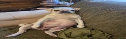 Pug dogs for sale: Pug puppies  - Advert 12