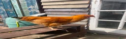 Chickens poultry for sale: FREE Cockerels x 3  - Advert 2