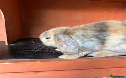 Mini Lop rabbits for sale: Gorgeous Mini lop baby rabbits - Image 3