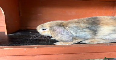 Mini Lop rabbits - Advert 12
