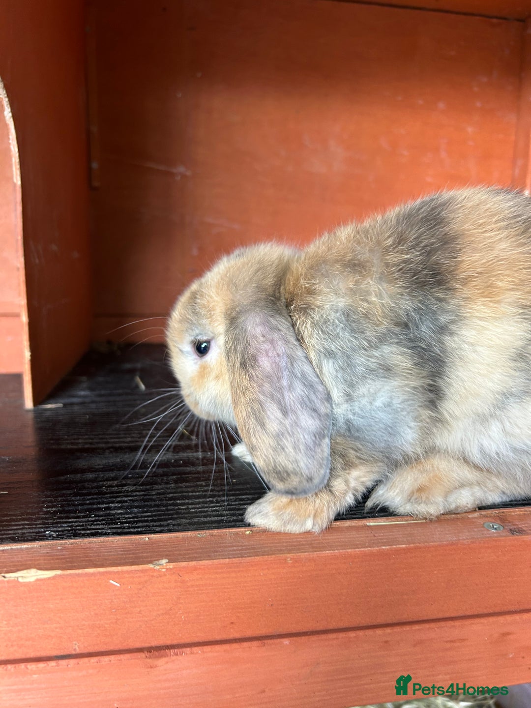 Mini Lop rabbits for sale: Gorgeous Mini lop baby rabbits - Image 3