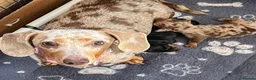 Miniature Dachshund dogs for sale: KC Reg Mini Dachshund Pups -PRA Clear- READY 15/10 - Advert 5
