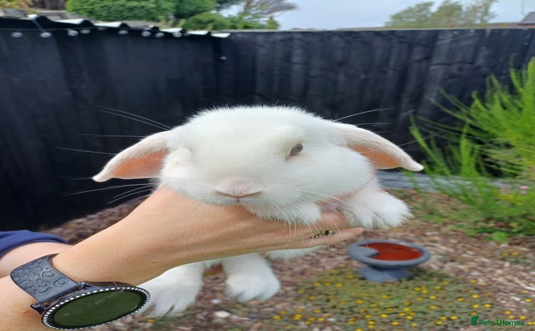 Mini Lop rabbits for sale - Advert 2