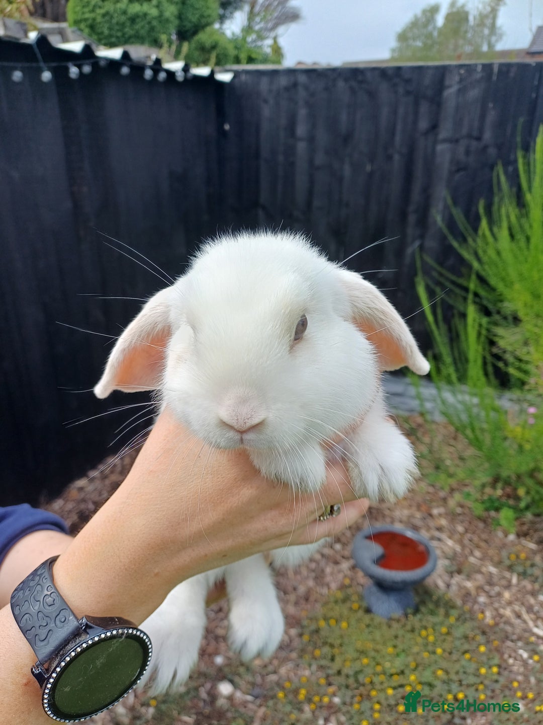 Mini Lop rabbits for sale: 1 female lop and 1 male double mane lion head  - Image 1