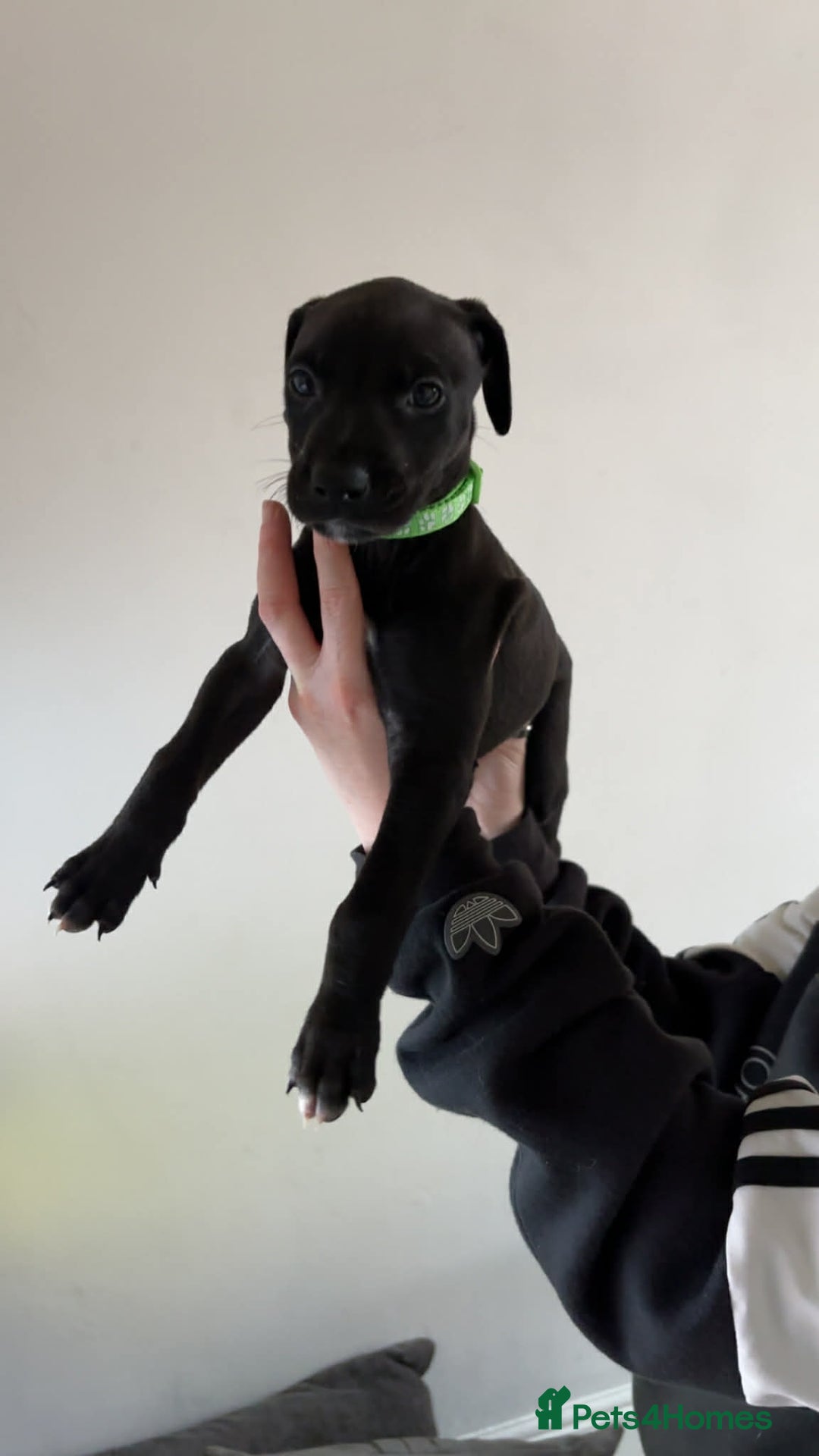 Lurcher dogs for sale: Saluki Bull Greyhound Puppies  - Advert 15