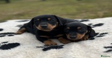 Dachshund dogs - Advert 5