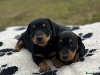 Dachshund dogs - Advert 3