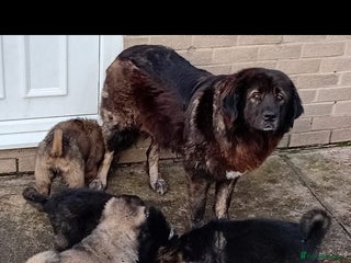 Caucasian Shepherd Dog dogs Caucasian shepherd puppies for sale - Advert 1