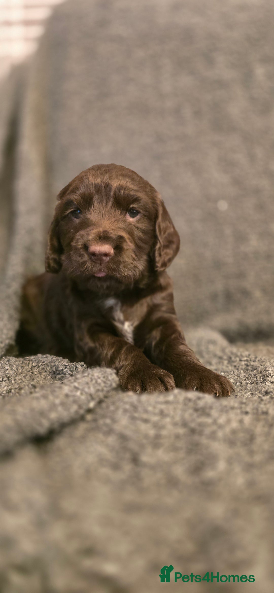 Cocker Spaniel dogs for sale: Cocker spaniel puppies for sale  - Advert 2