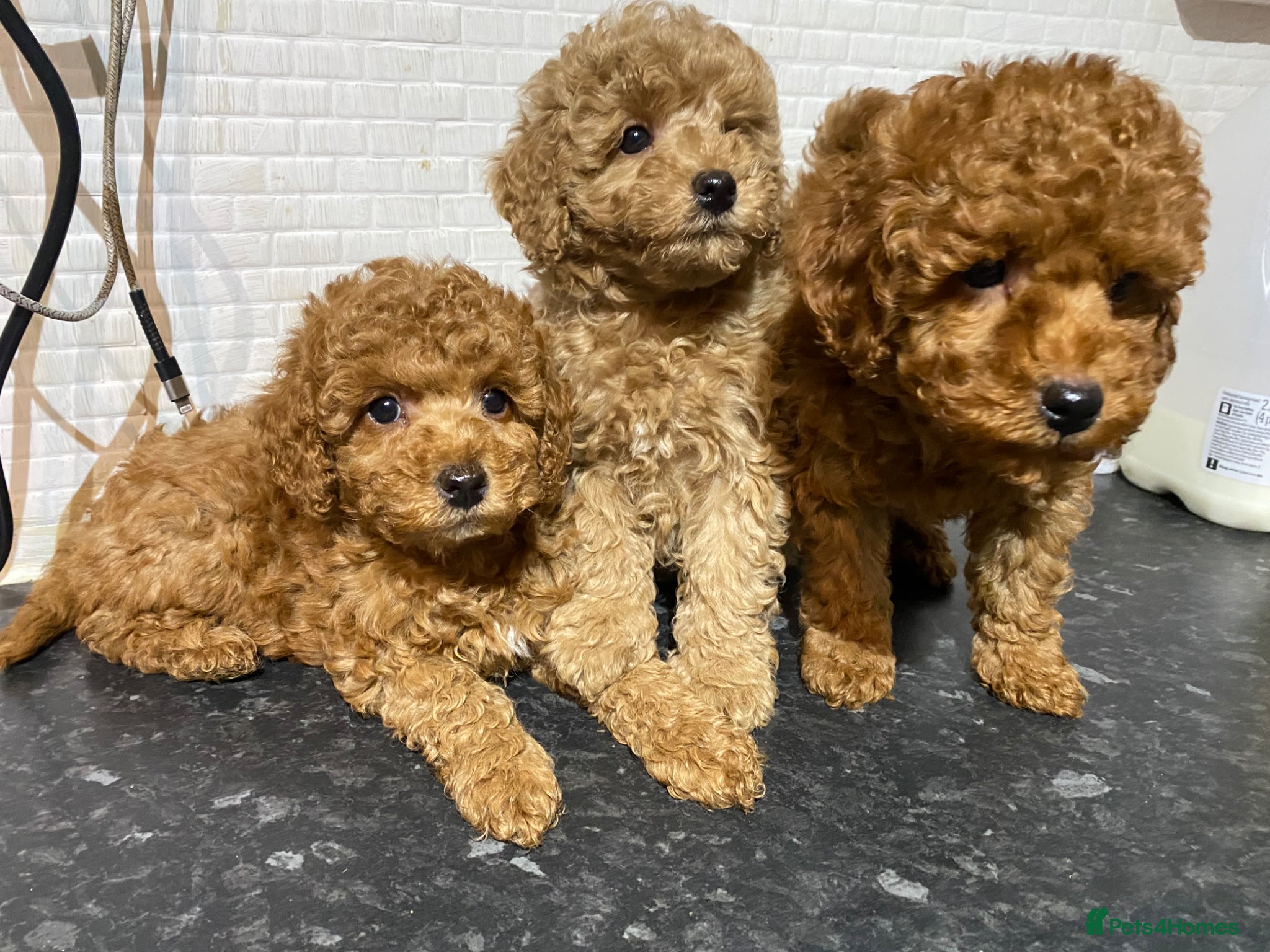 Toy Poodle dogs KC Toy Poodles Ready Now - Advert 2