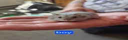 Hamster rodents for sale: Russian dwarf hamsters for sale - Advert 3