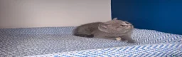 British Shorthair cats for sale: GCCF REGISTERED BRITISH SHORTHAIRS  - Advert 6