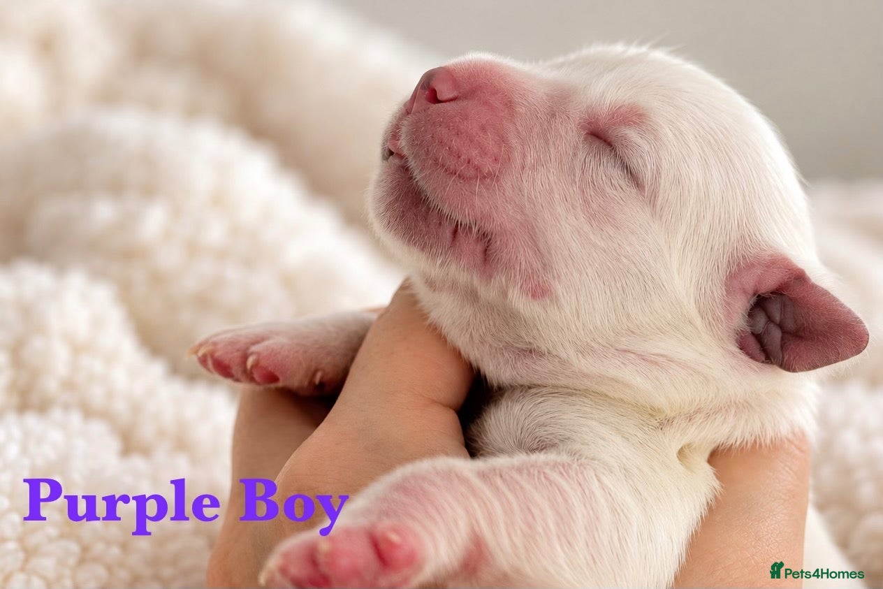Golden Retriever dogs KC Champion line puppies from DNA tested parents  - Advert 2
