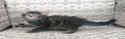 Mixed Breed cats for sale: Exceptional Kittens, Wonderful Personalities ❤️ in Waltham Cross - Advert 6