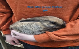 Rex rabbits for sale: Baby Bunny Rabbits  - Image 8