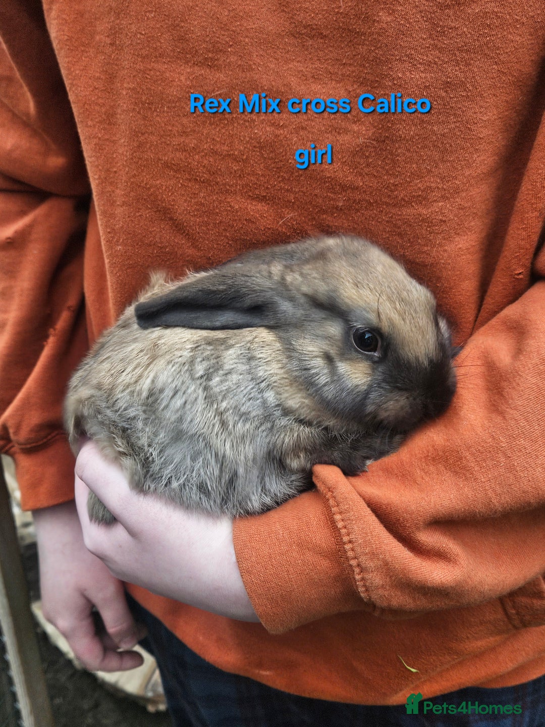 Rex rabbits for sale: Baby Bunny Rabbits  - Image 8