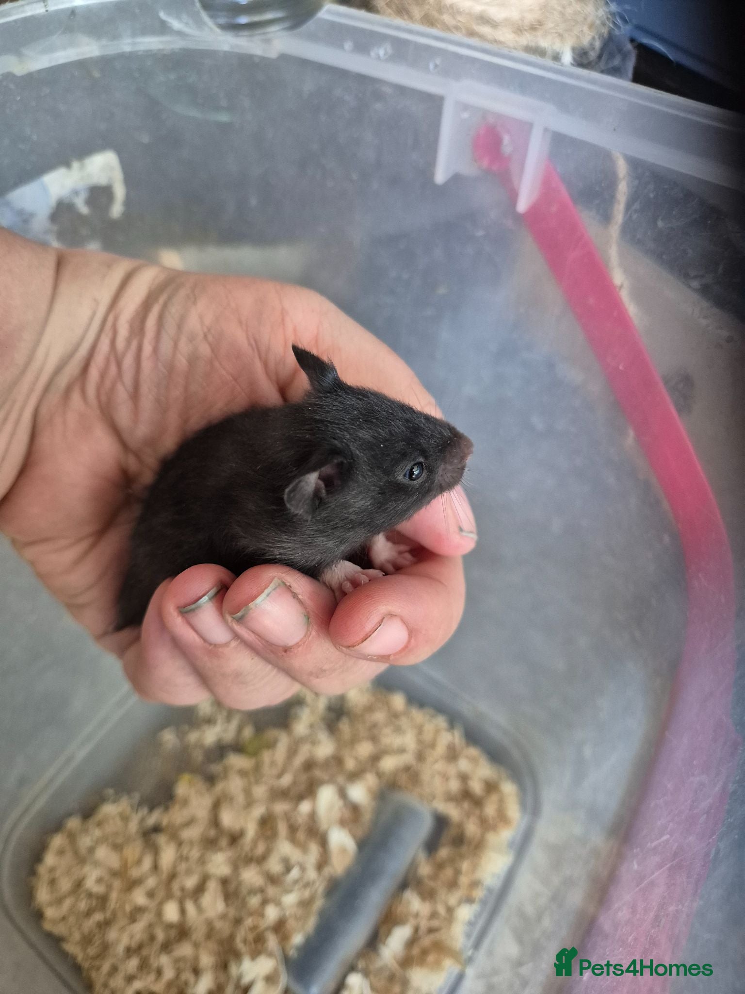Hamster rodents Baby syrian hamster  - Advert 1